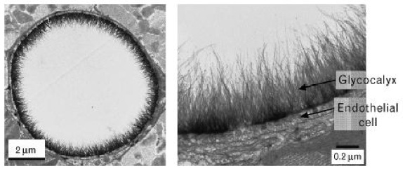 hair within, hair without. Glycocalyx, the hairy filter.